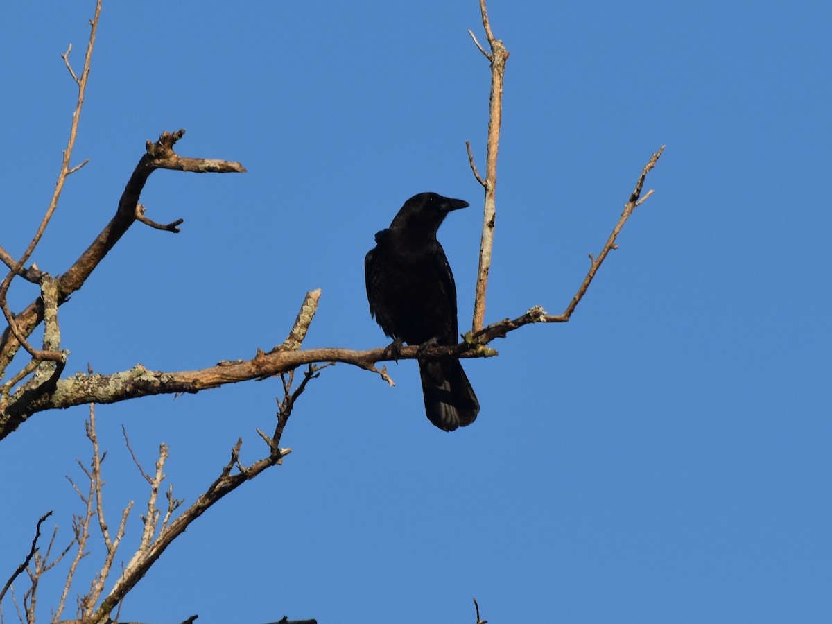 American Crow - ML647472263