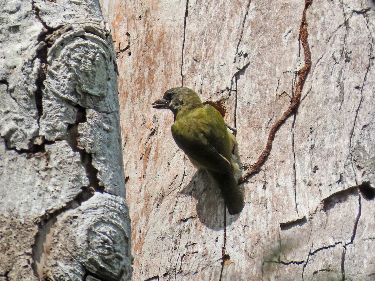 Green Barbet - ML647472265