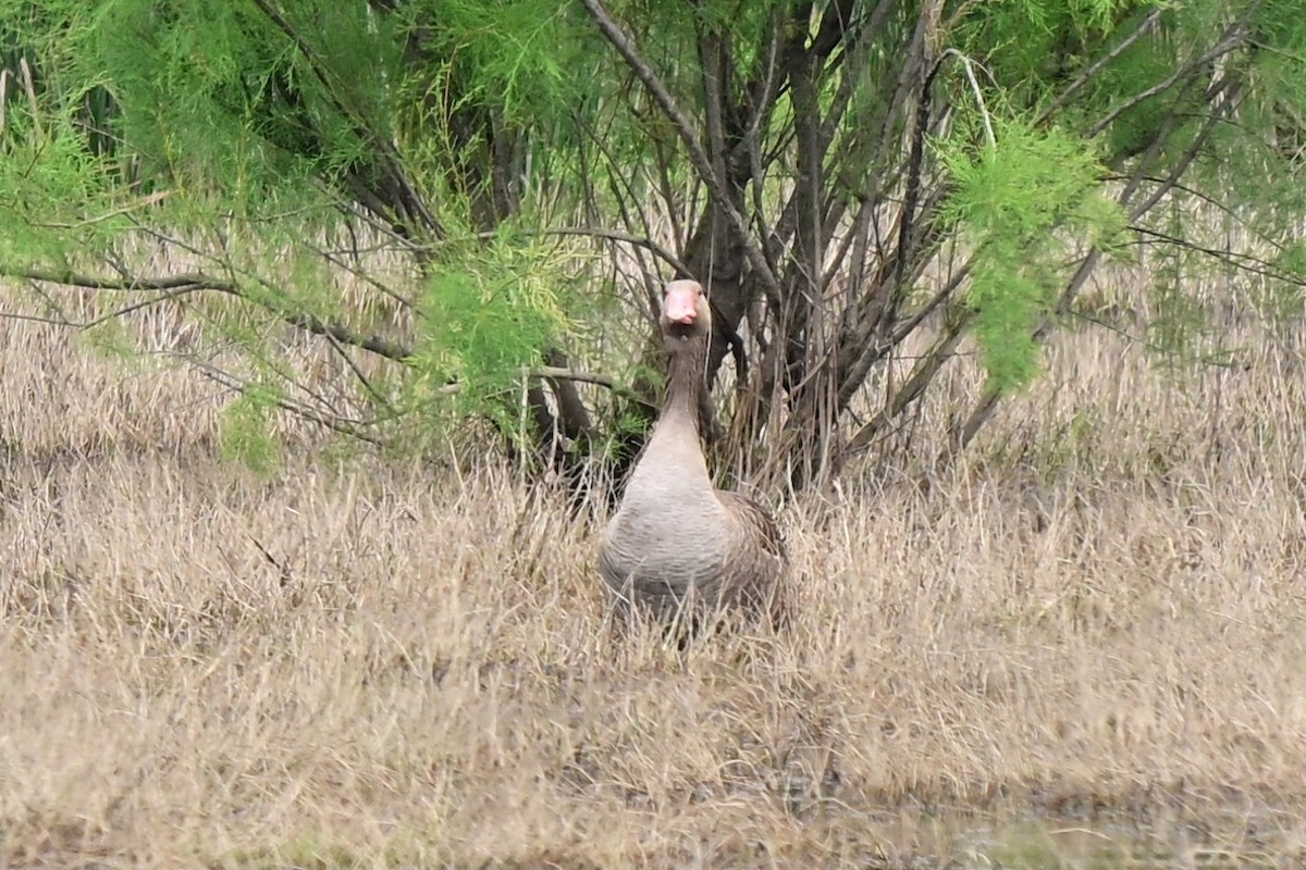 Graylag Goose (European) - ML647472266