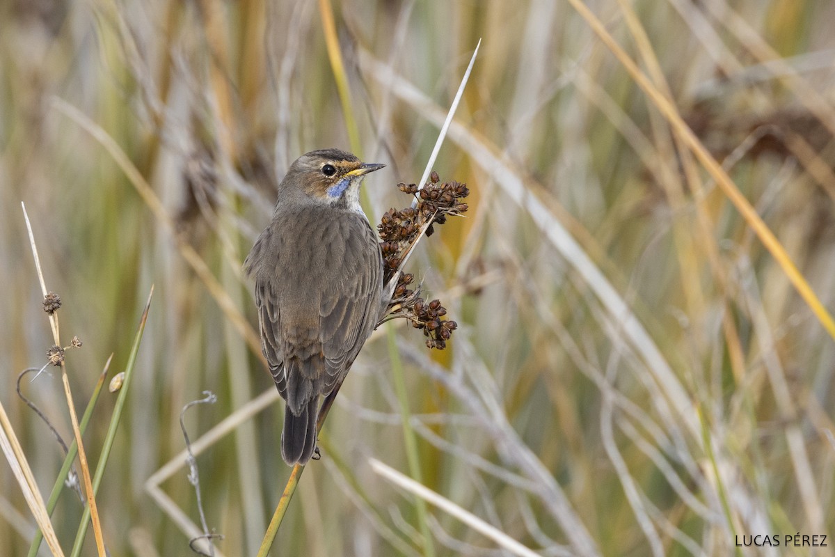 Bluethroat - ML647472268
