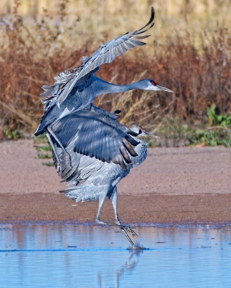 Sandhill Crane - ML647472269