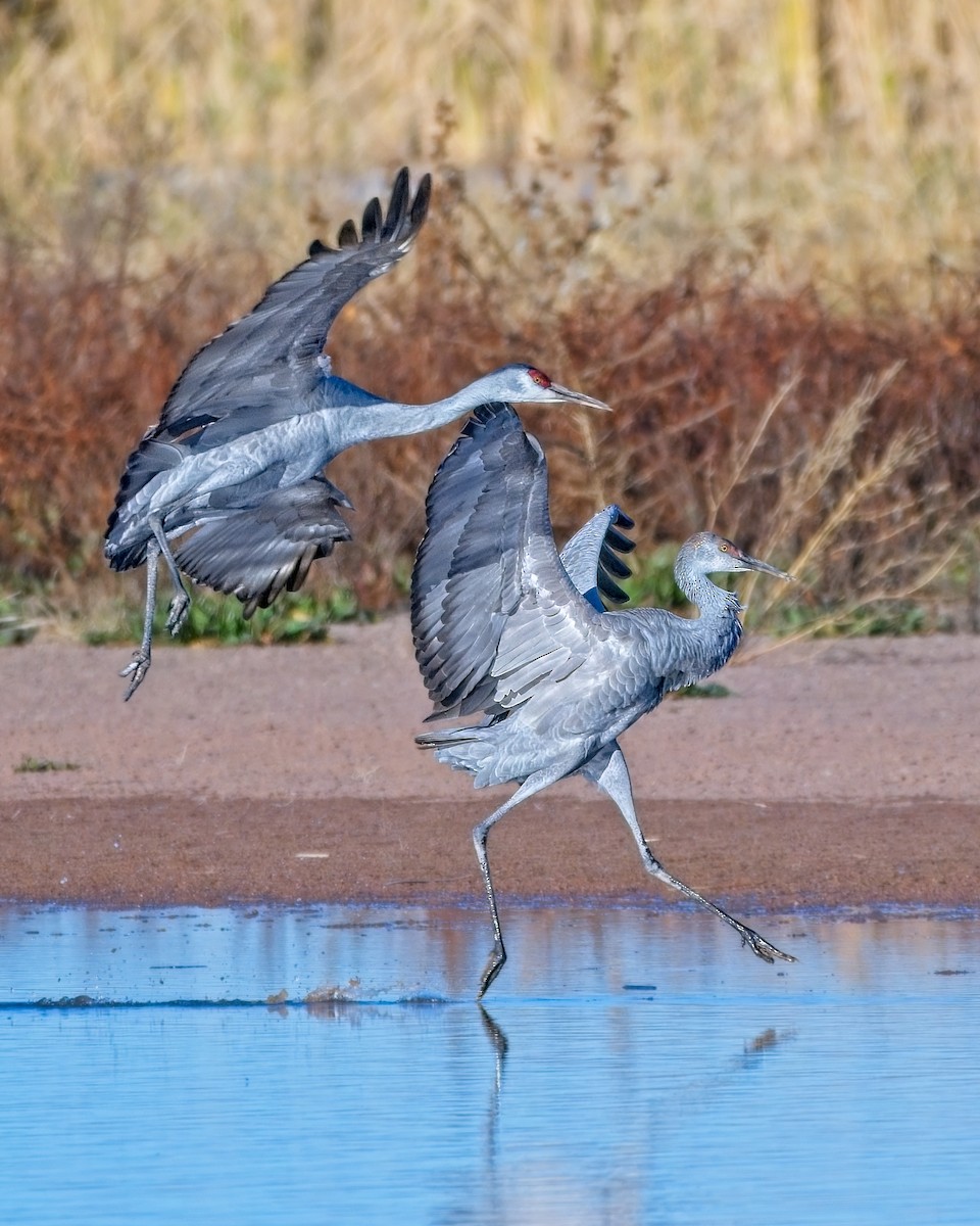 Sandhill Crane - ML647472270