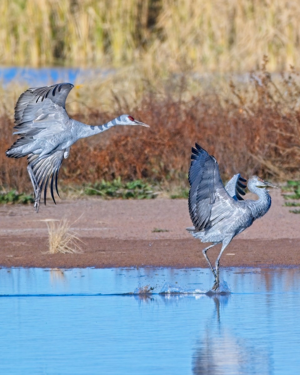 Sandhill Crane - ML647472271