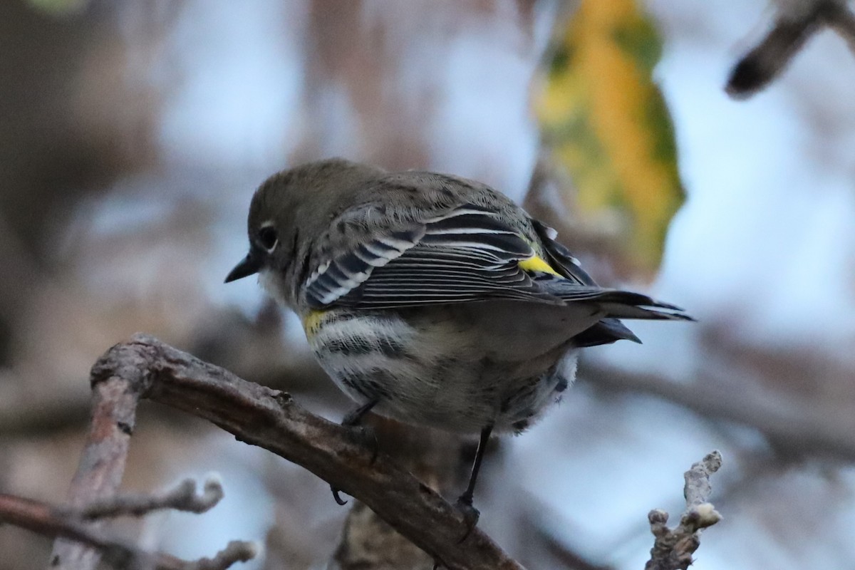 Yellow-rumped Warbler - ML647472272