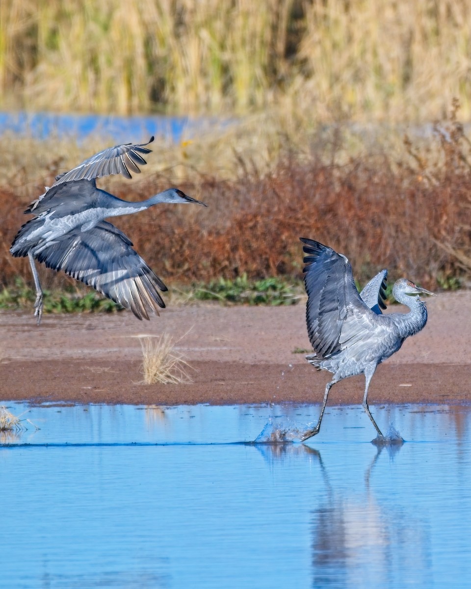 Sandhill Crane - ML647472273