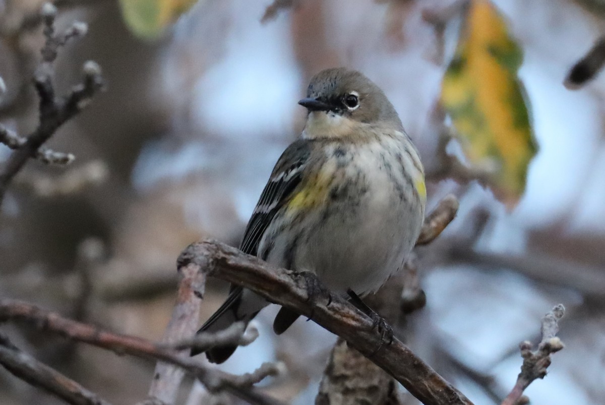Yellow-rumped Warbler - ML647472274