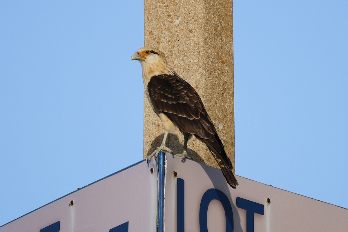 Yellow-headed Caracara - ML647472275