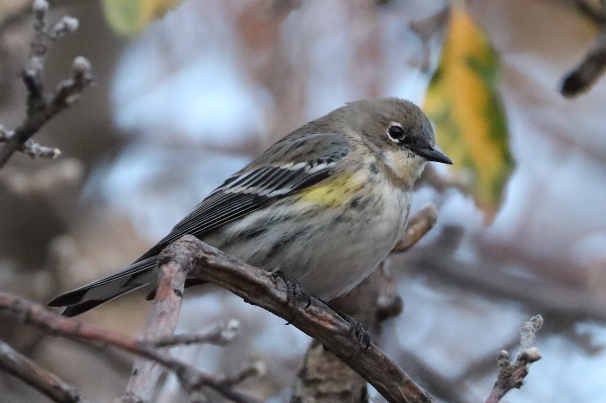Yellow-rumped Warbler - ML647472276