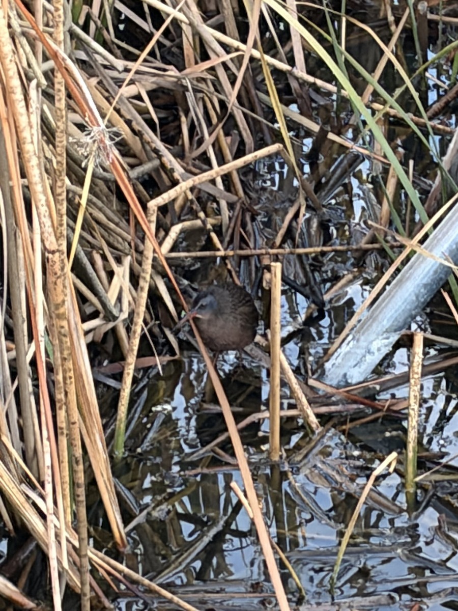 Virginia Rail - ML647472277