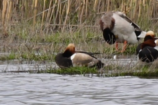 Red-crested Pochard - ML647472278