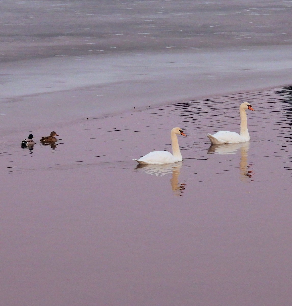Mute Swan - ML647472279