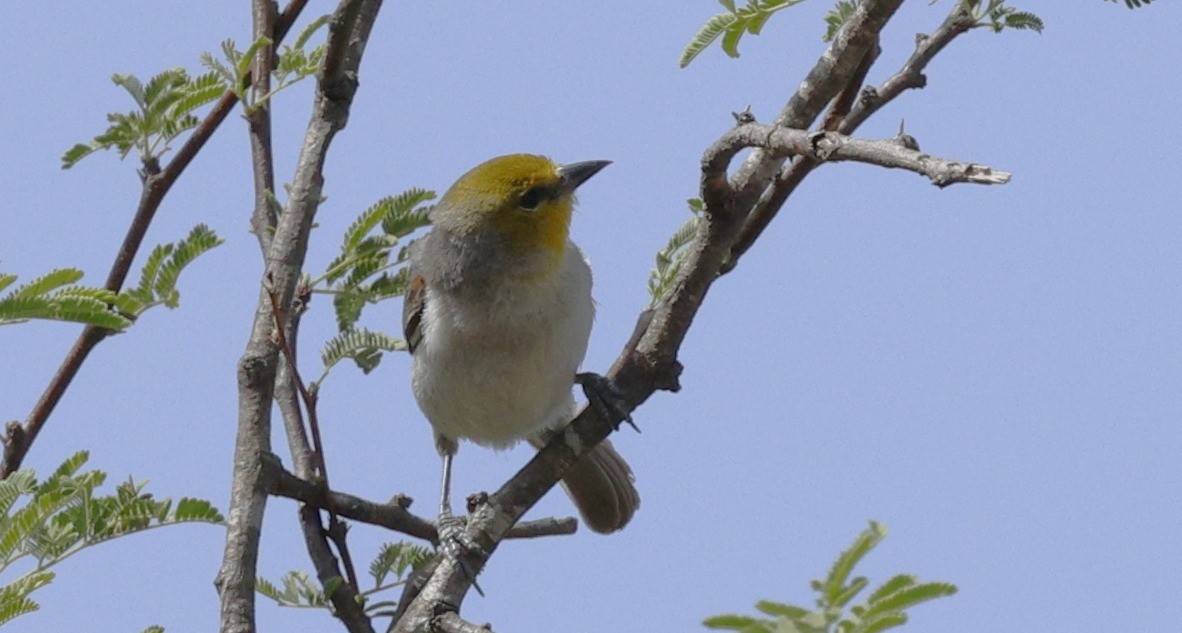 Verdin - ML647472280