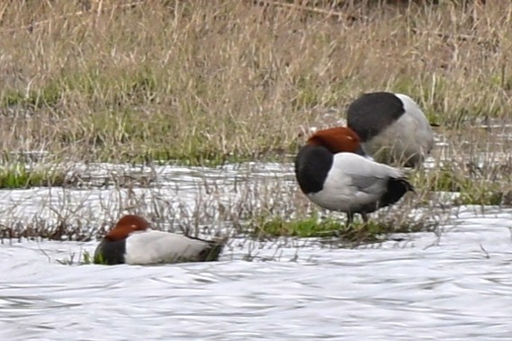 Common Pochard - ML647472281