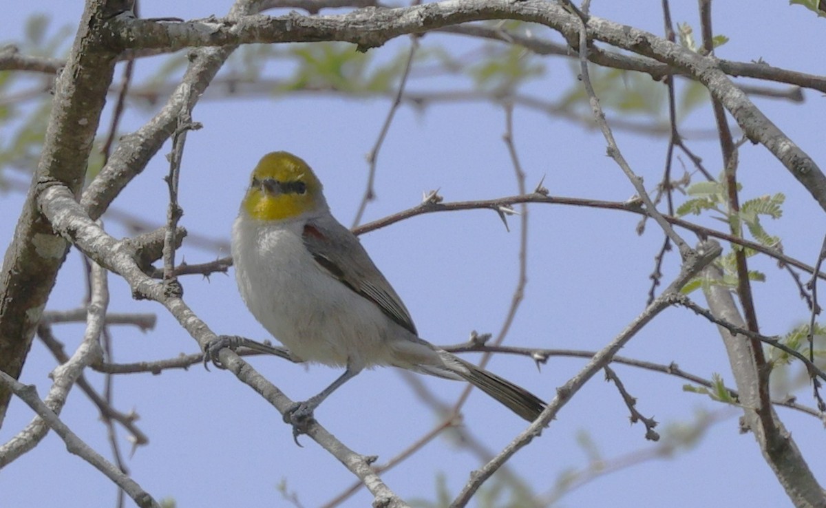 Verdin - ML647472284