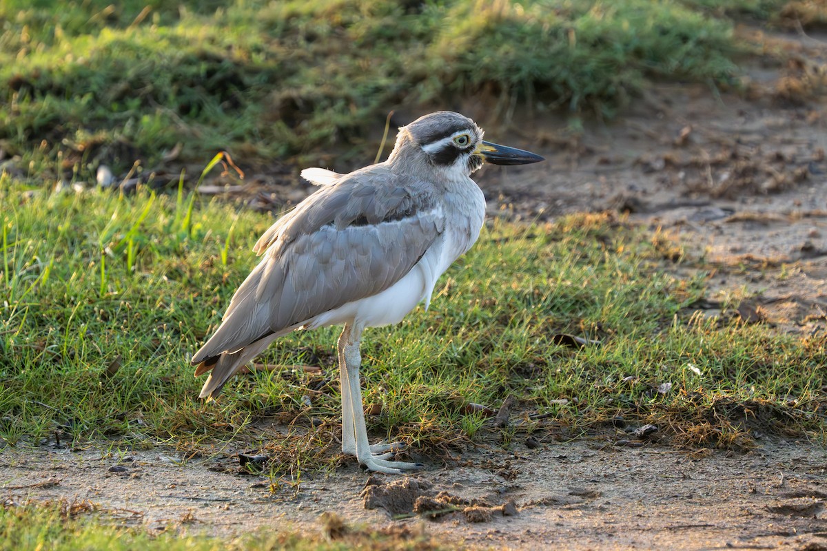 Great Thick-knee - ML647472285
