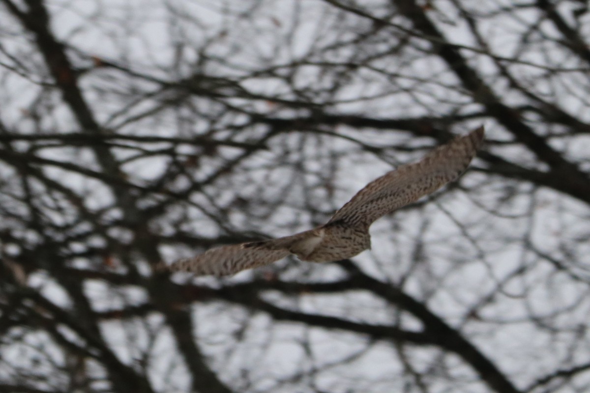 Eurasian Goshawk - ML647472297
