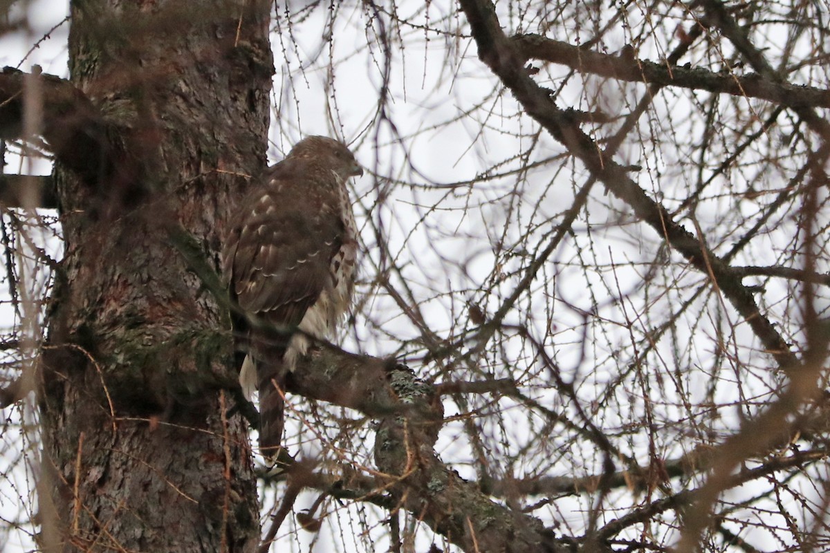 Eurasian Goshawk - ML647472298