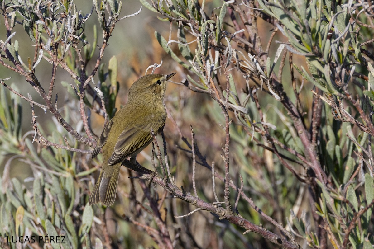 Mosquitero Común - ML647472317