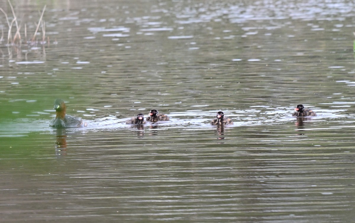 Little Grebe (Little) - ML647472325
