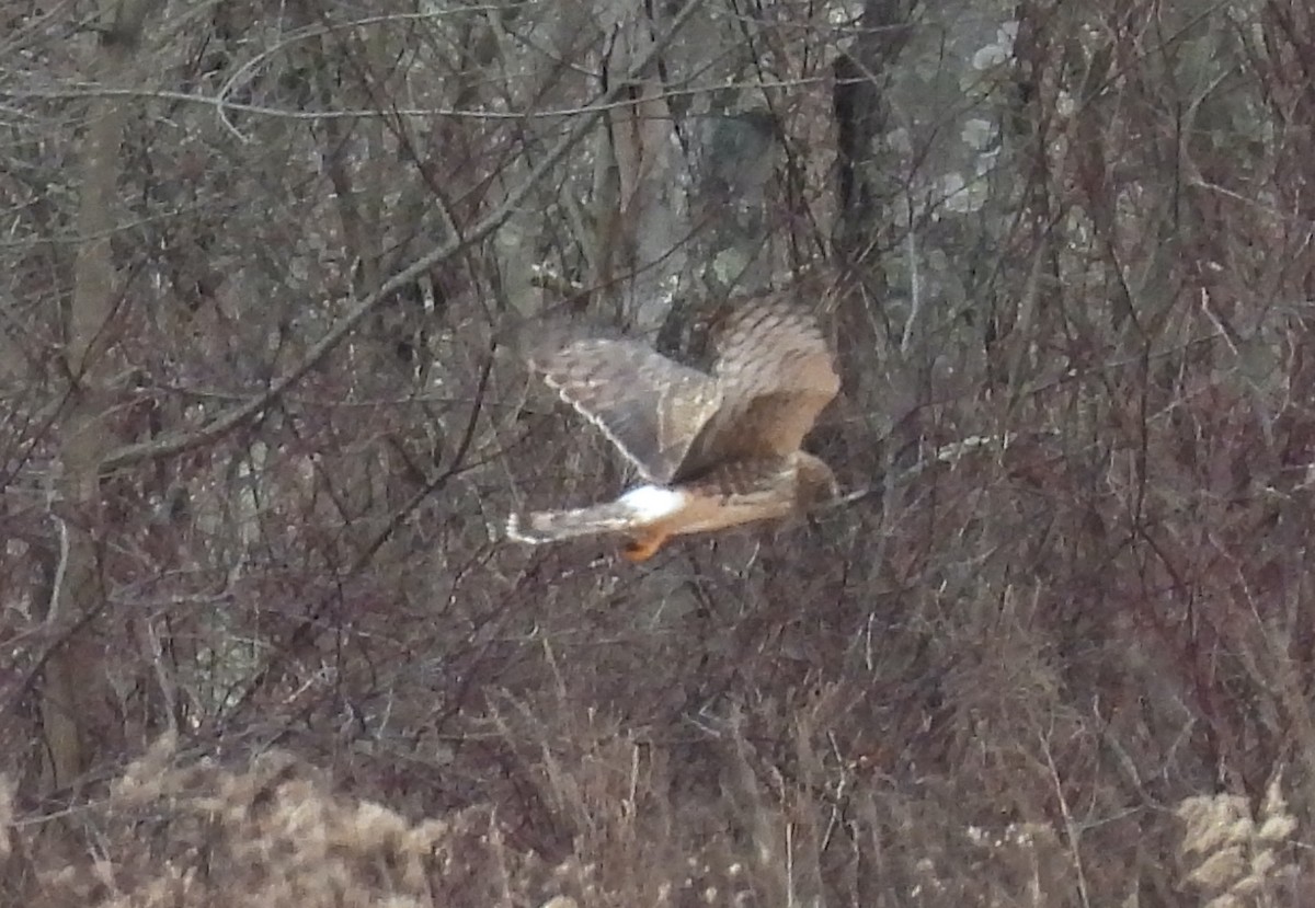 Northern Harrier - ML647472350
