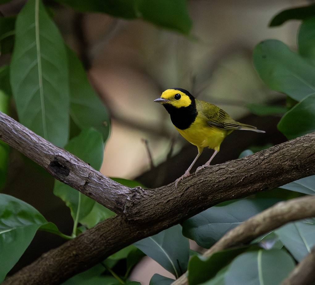 クロズキンアメリカムシクイ - ML647472355