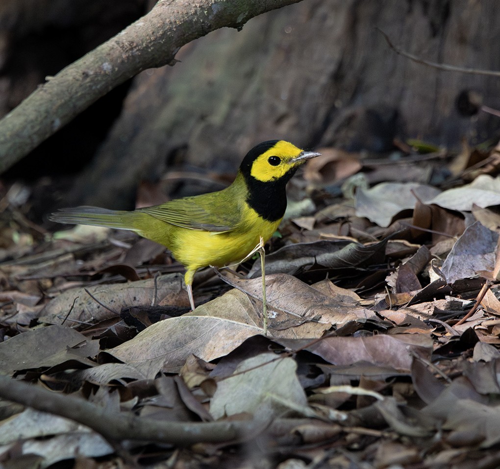 クロズキンアメリカムシクイ - ML647472356