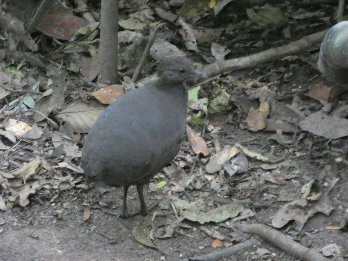 Cinereous Tinamou - ML647472358