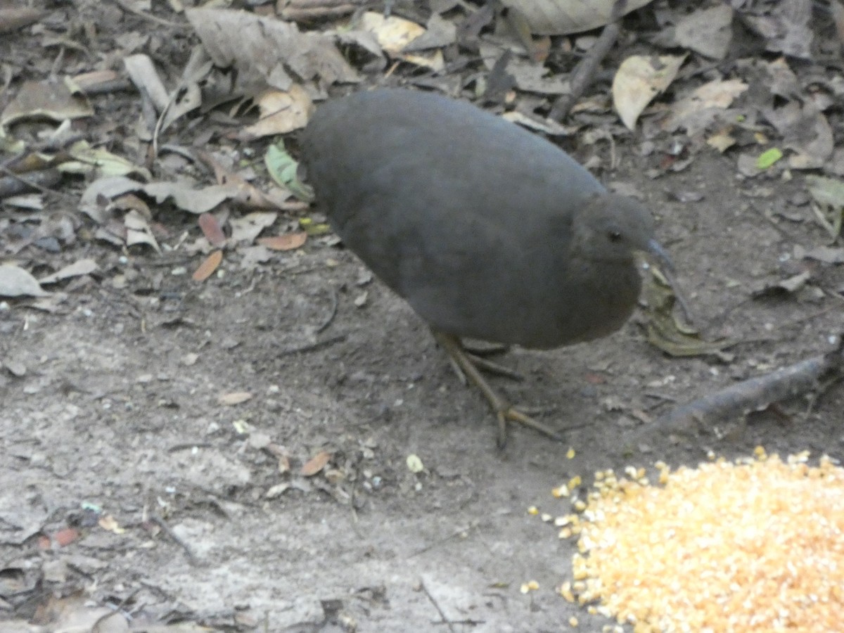 Cinereous Tinamou - ML647472359