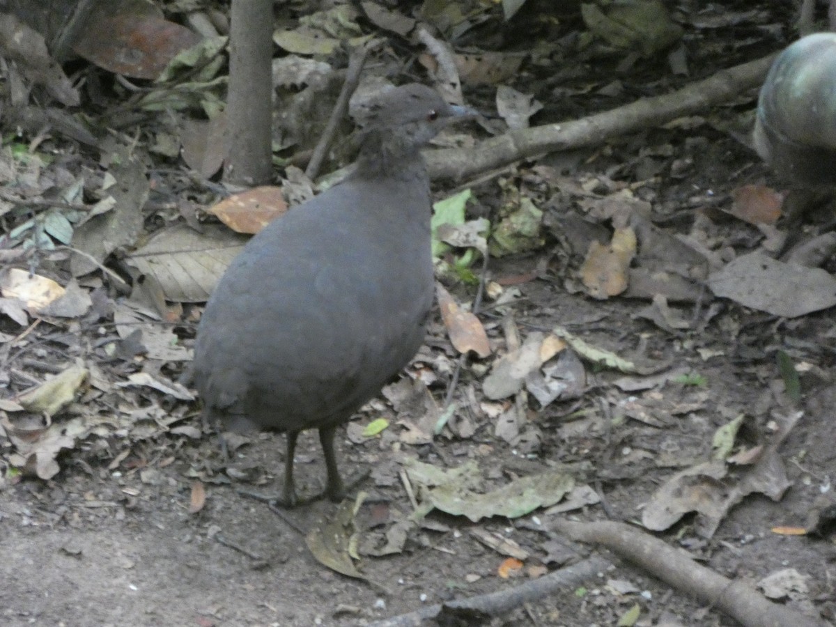 Cinereous Tinamou - ML647472360