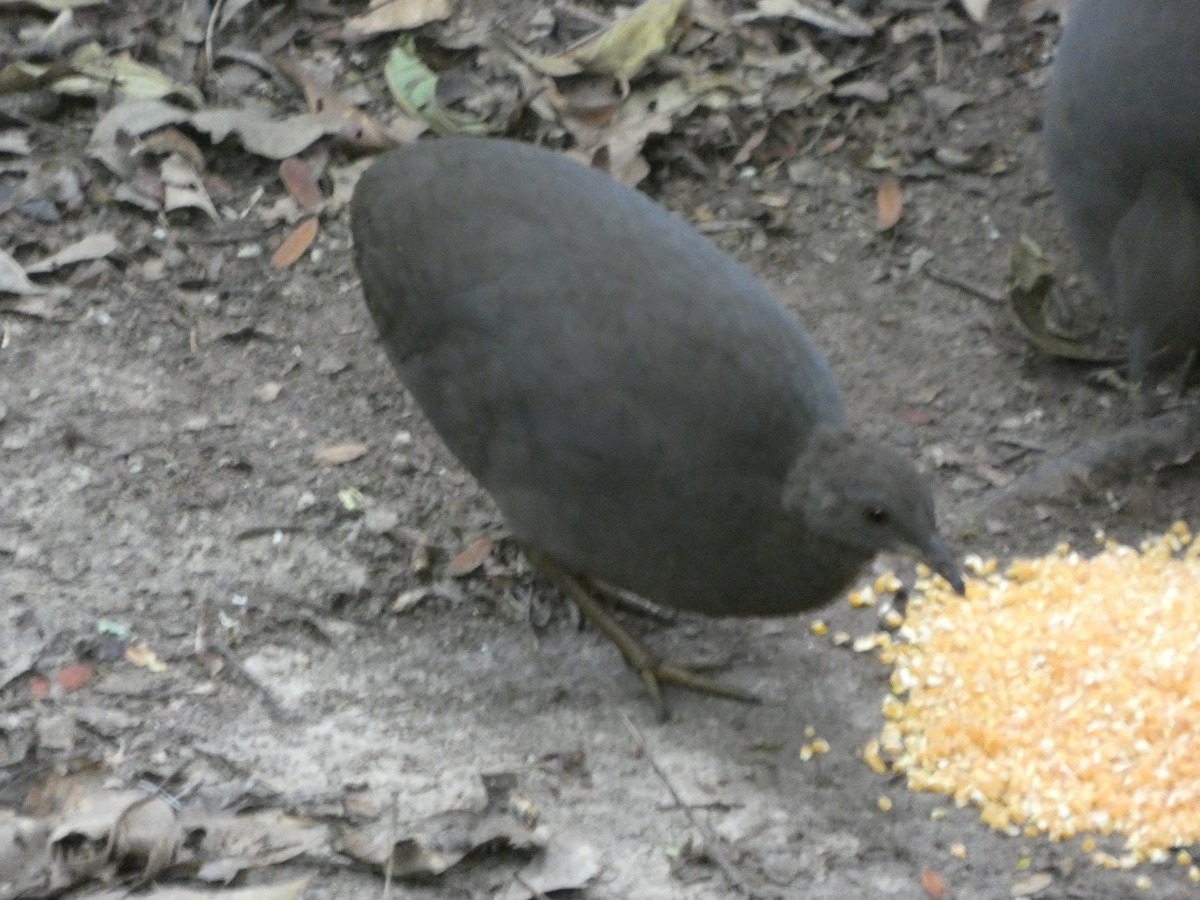 Cinereous Tinamou - ML647472361