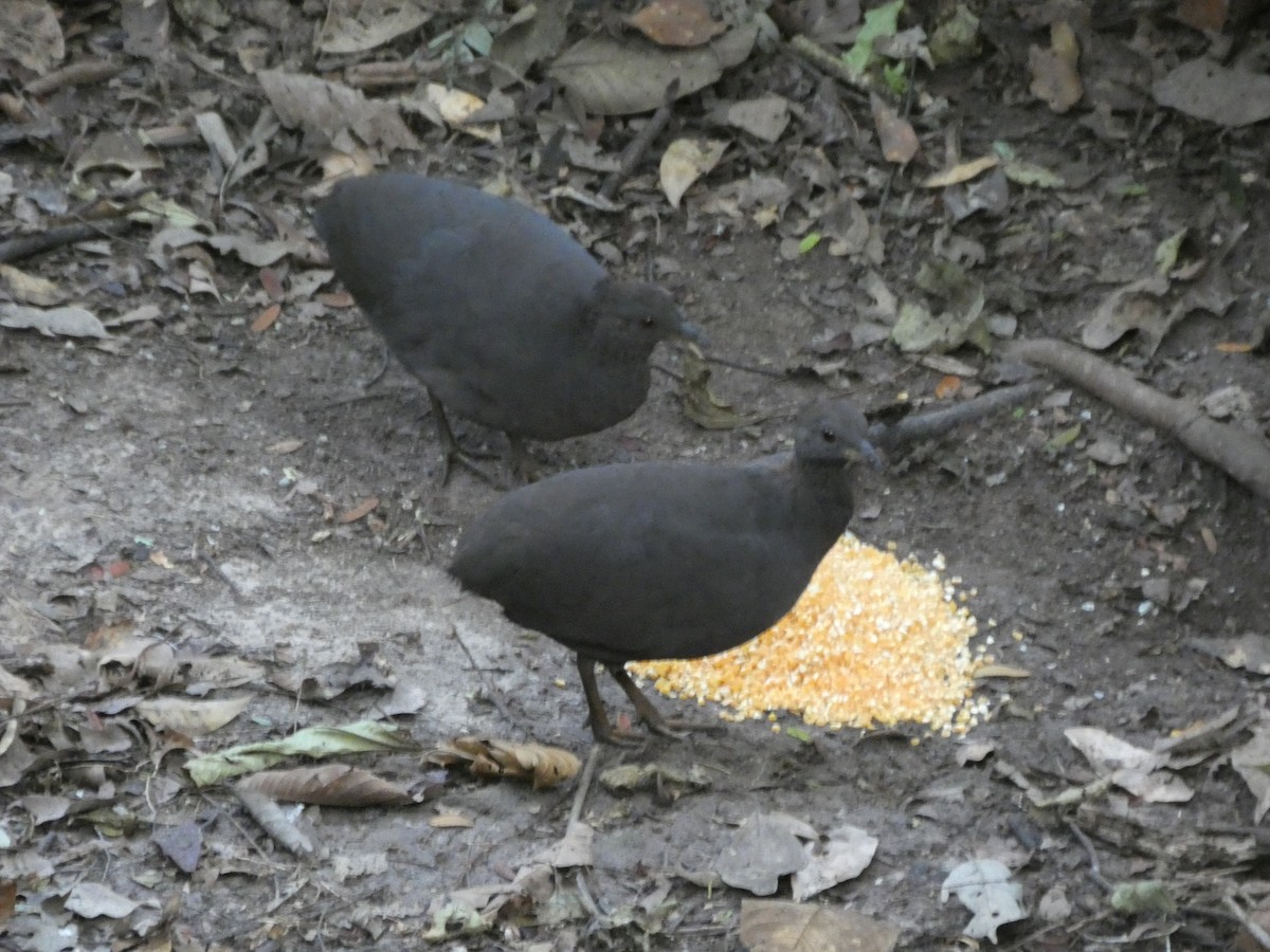 Cinereous Tinamou - ML647472362
