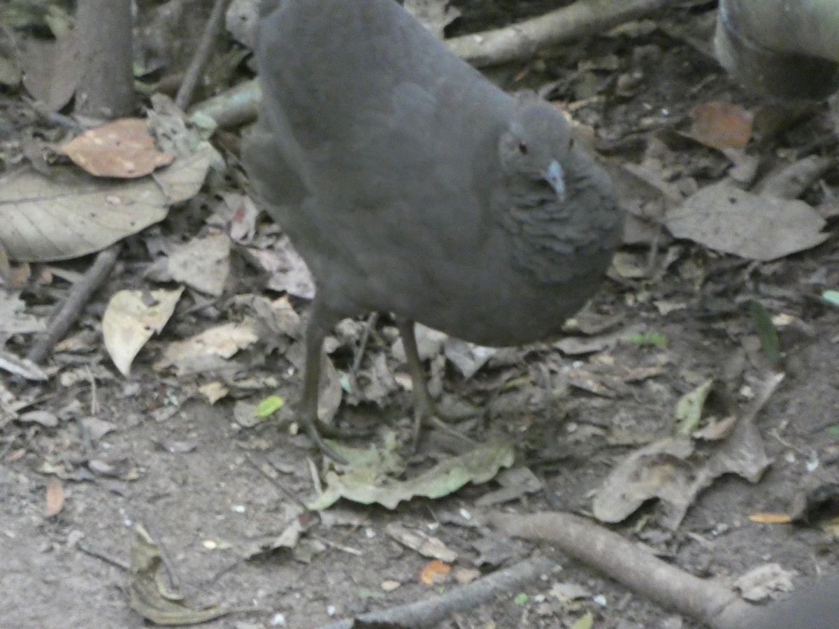 Cinereous Tinamou - ML647472363