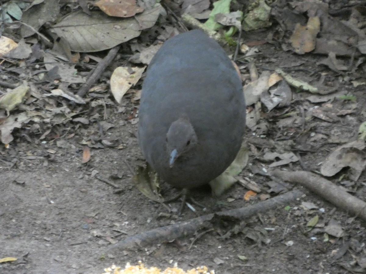 Cinereous Tinamou - ML647472364