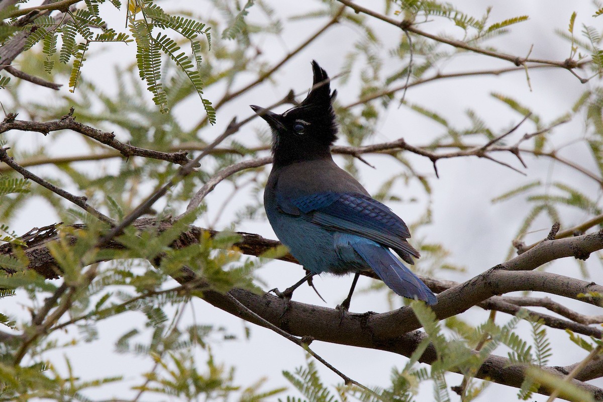 Steller Kargası - ML647472395