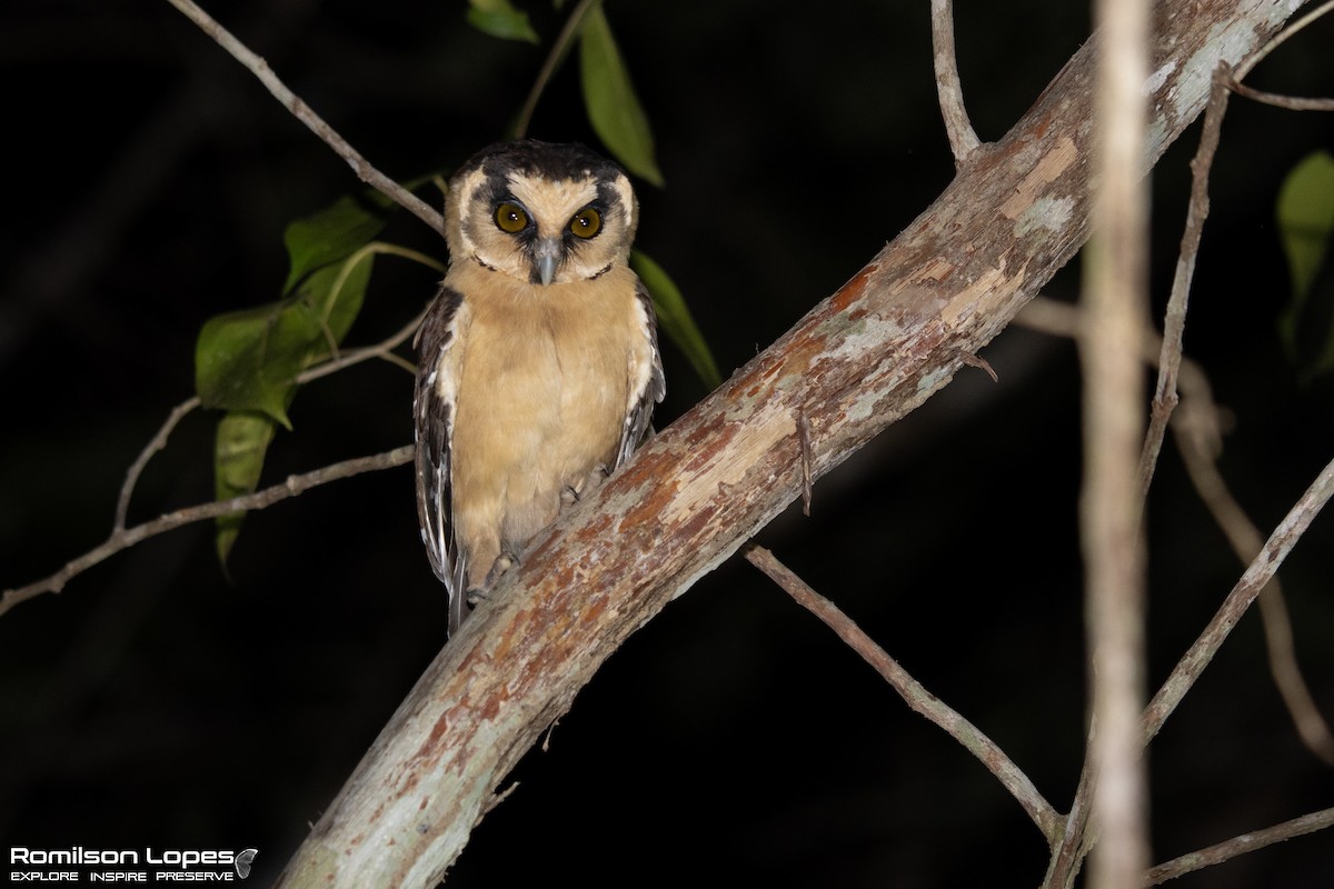 Buff-fronted Owl - ML647472396