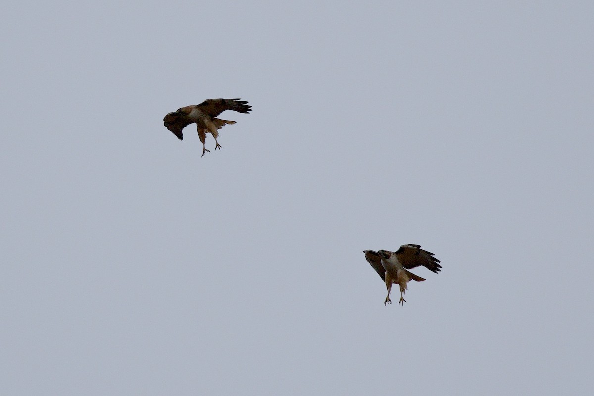 Red-tailed Hawk - ML647472401