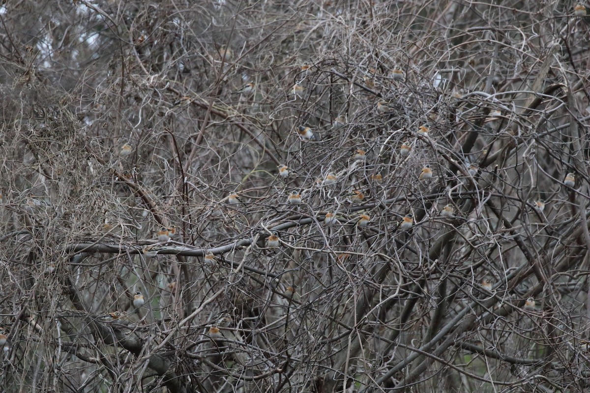 花雀 - ML647472404