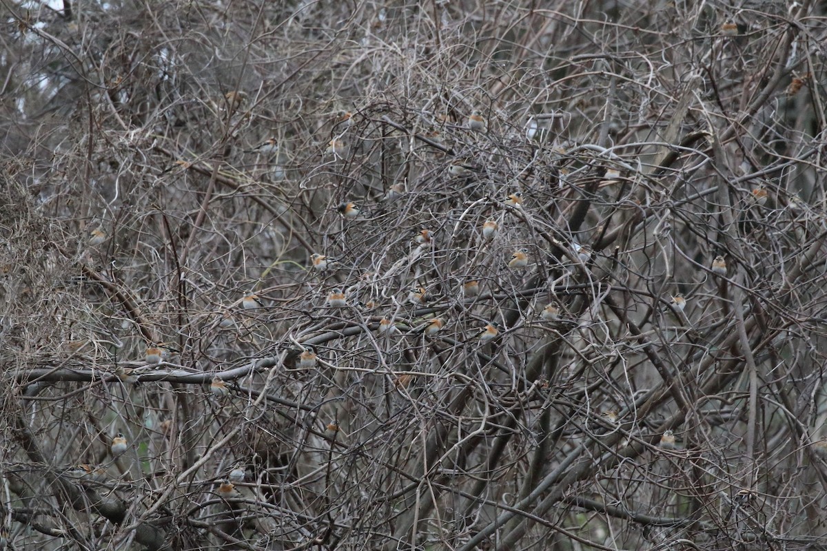 花雀 - ML647472405