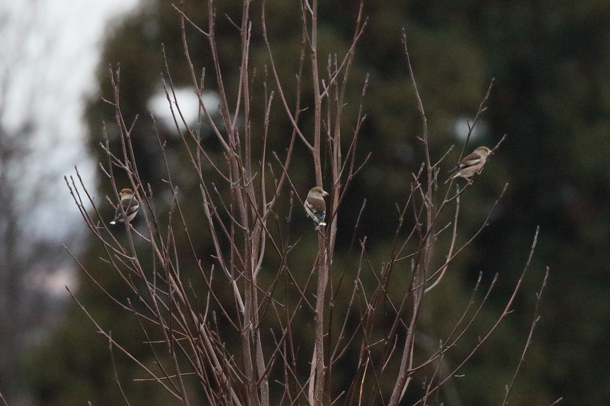 臘嘴雀 - ML647472415