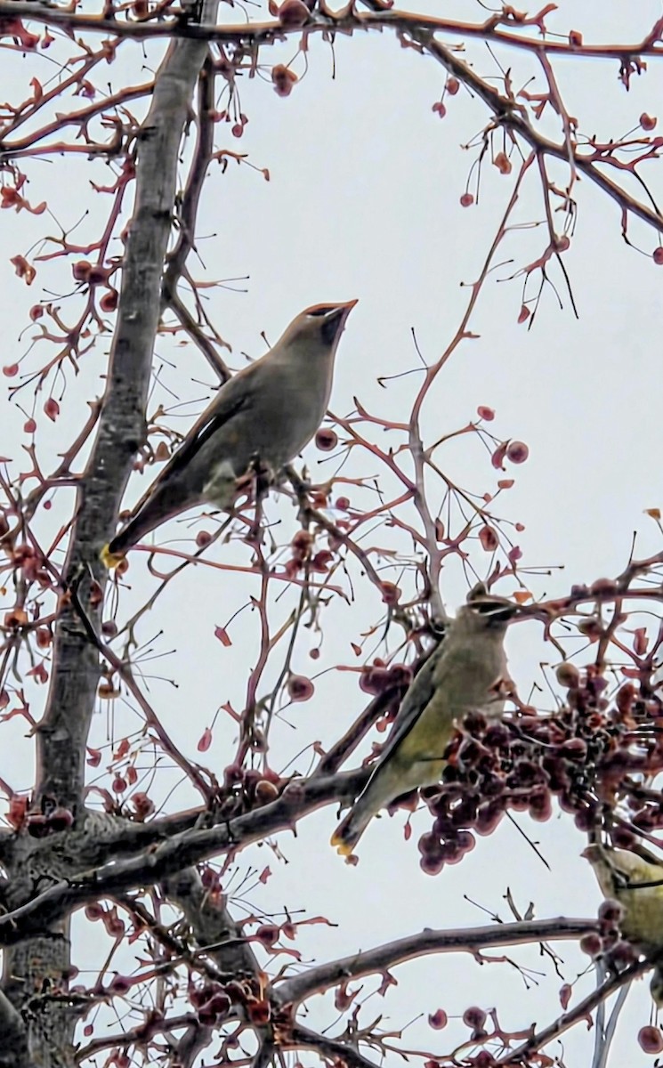 黃連雀 - ML647472426