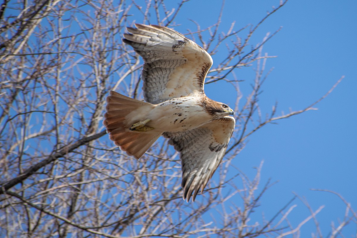 Red-tailed Hawk - ML647472428