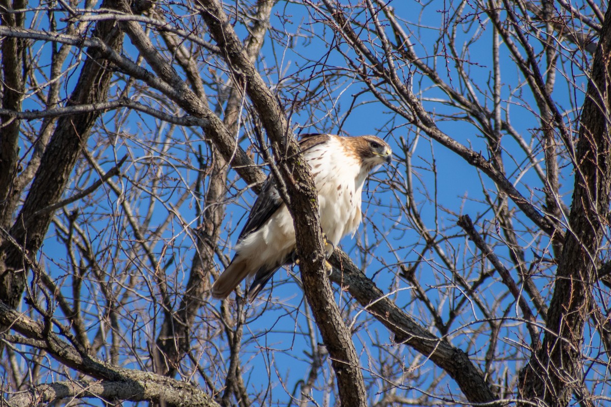 Red-tailed Hawk - ML647472429