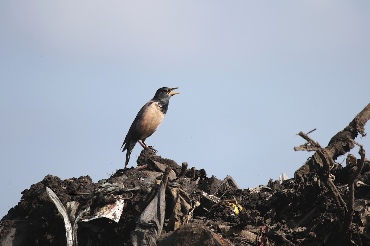 Rosy Starling - ML647472440
