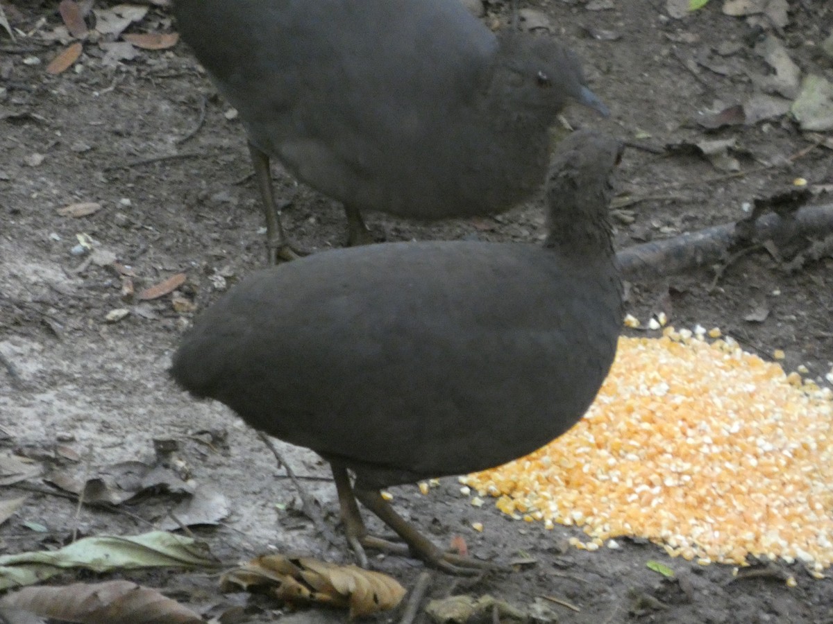 Cinereous Tinamou - ML647472445