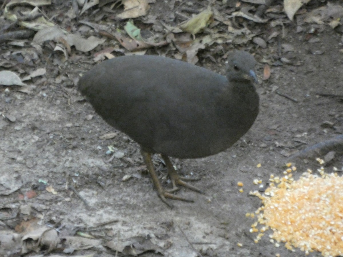 Cinereous Tinamou - ML647472446