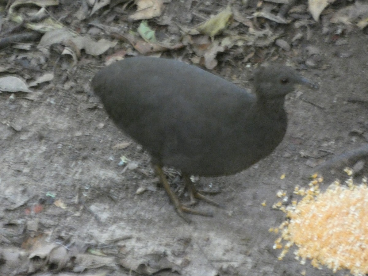 Cinereous Tinamou - ML647472448