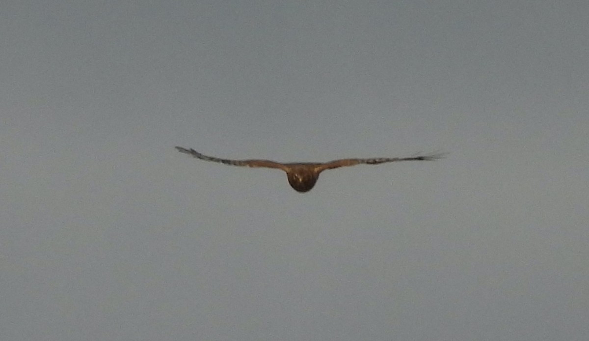 Northern Harrier - ML647472449