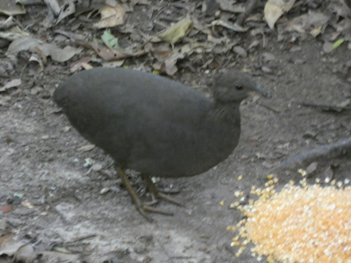 Cinereous Tinamou - ML647472450