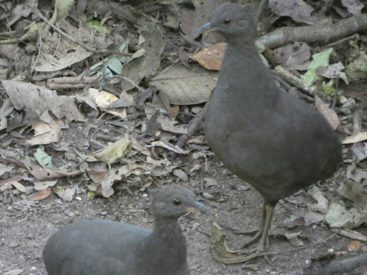 Cinereous Tinamou - ML647472451