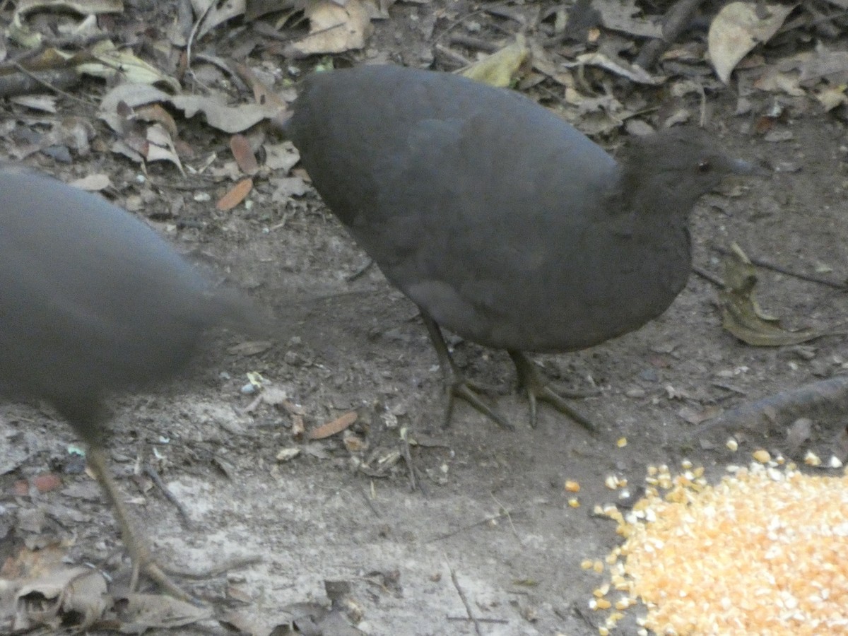 Cinereous Tinamou - ML647472452
